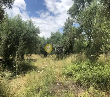 Residential 502m<sup>2</sup> for sale photo 2