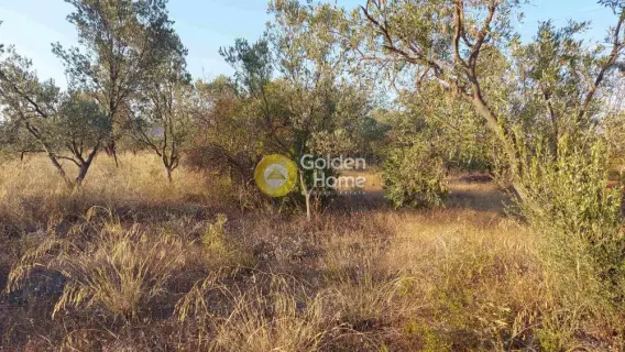 Parcel 6000m<sup>2</sup> for sale photo 4