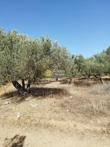 Professional Plot 10121m<sup>2</sup> for sale photo 5