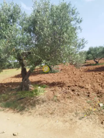 Professional Plot 10121m<sup>2</sup> for sale photo 2