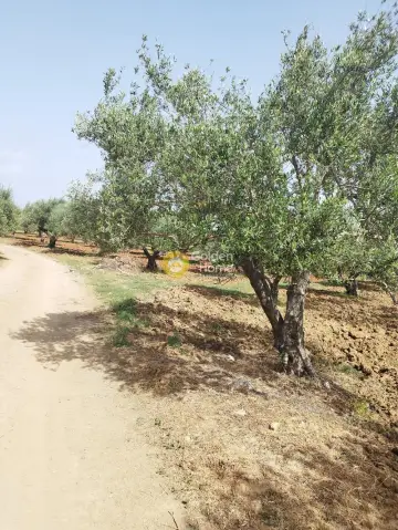 Professional Plot 10121m<sup>2</sup> for sale photo 3
