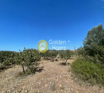 Αγροτεμάχιο 1015τ.μ. προς πώληση φωτογραφία 3799773