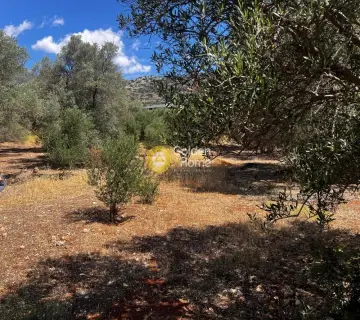Professional Plot 7800m<sup>2</sup> for sale photo 1