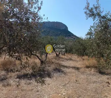Professional Plot 22000m<sup>2</sup> for sale photo 8