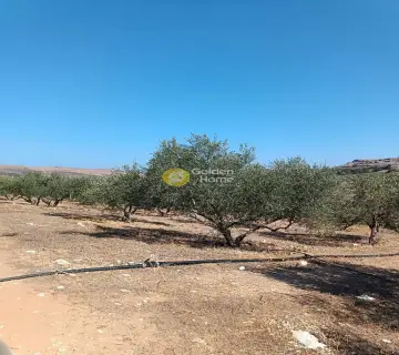 Professional Plot 22000m<sup>2</sup> for sale photo 10