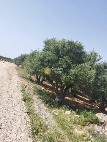 Professional Plot 4038m<sup>2</sup> for sale photo 2