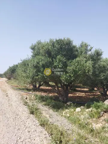 Professional Plot 4038m<sup>2</sup> for sale photo 4