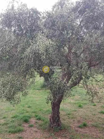 Αγροτεμάχιο 5000τ.μ. προς πώληση φωτογραφία 4