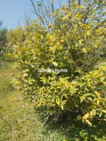 Οικιστικό 700τ.μ. προς πώληση φωτογραφία 5378573