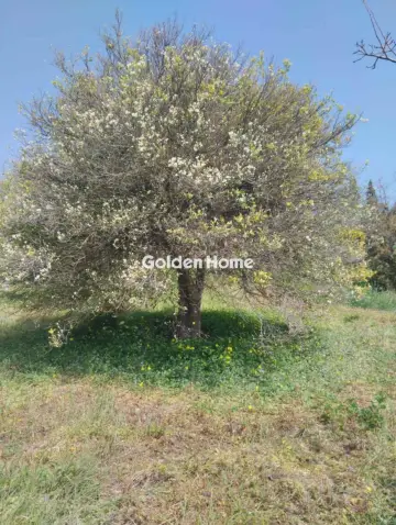 Οικιστικό 700τ.μ. προς πώληση φωτογραφία 5378574