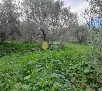 Επαγγελ. Οικόπεδο 2476τ.μ. προς πώληση φωτογραφία 3943435