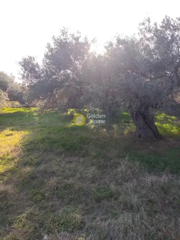 Αγροτεμάχιο 5700τ.μ. προς πώληση φωτογραφία 3975901