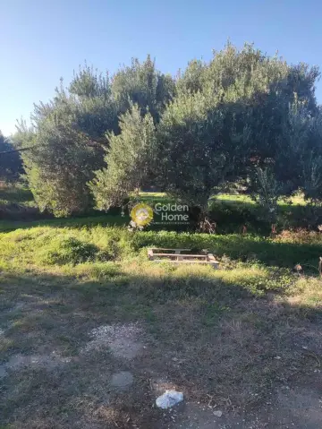 Αγροτεμάχιο 5700τ.μ. προς πώληση φωτογραφία 3975903