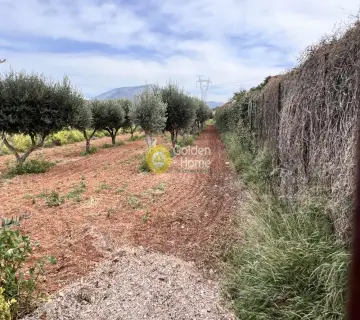 Professional Plot 11000m<sup>2</sup> for sale photo 1