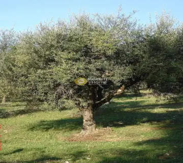 住宅 5200m<sup>2</sup> for sale photo 10