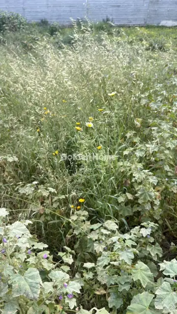 住宅 350m<sup>2</sup> for sale photo 5