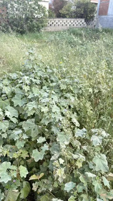 住宅 350m<sup>2</sup> for sale photo 13