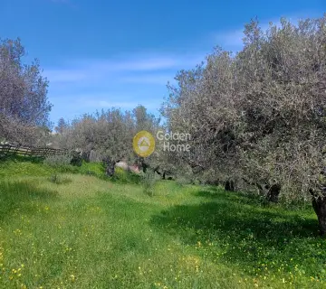 Residential 4000m<sup>2</sup> for sale photo 4