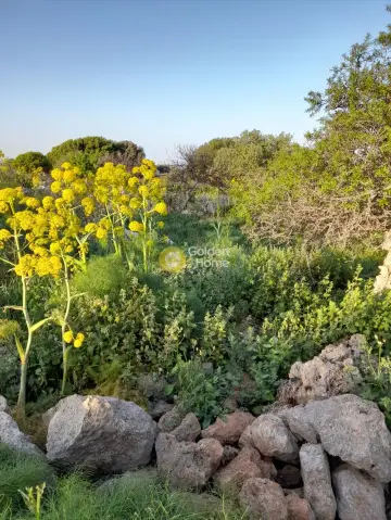 Οικιστικό 9558τ.μ. προς πώληση φωτογραφία 4