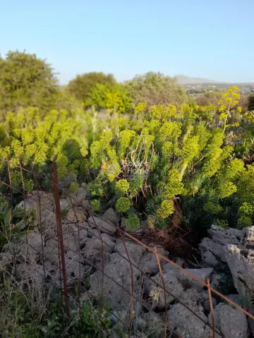 Οικιστικό 9558τ.μ. προς πώληση φωτογραφία 6