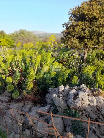 Οικιστικό 9558τ.μ. προς πώληση φωτογραφία 7