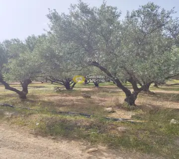 Οικιστικό 5400τ.μ. προς πώληση φωτογραφία 4182493