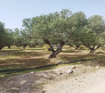 Οικιστικό 5400τ.μ. προς πώληση φωτογραφία 4182493