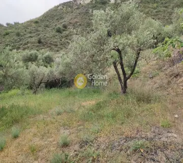 Golden Home Property Image