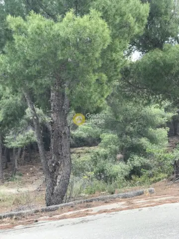 Μονοκατοικία 450τ.μ. προς πώληση φωτογραφία 22