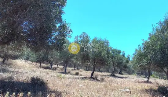 Αγροτεμάχιο 7300τ.μ. προς πώληση φωτογραφία 3