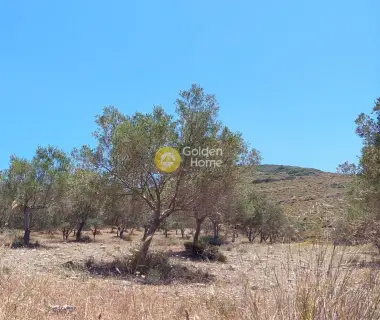 Αγροτεμάχιο 7300τ.μ. προς πώληση φωτογραφία 4