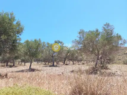 Αγροτεμάχιο 7300τ.μ. προς πώληση φωτογραφία 5