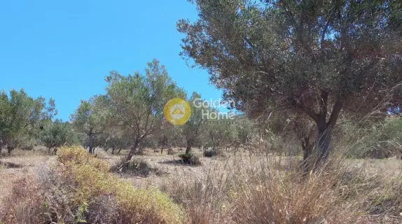 Αγροτεμάχιο 7300τ.μ. προς πώληση φωτογραφία 6