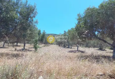 Αγροτεμάχιο 7300τ.μ. προς πώληση φωτογραφία 7