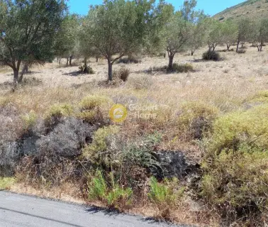 Αγροτεμάχιο 7300τ.μ. προς πώληση φωτογραφία 2