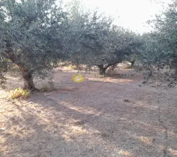 Οικιστικό 441τ.μ. προς πώληση φωτογραφία 4259830