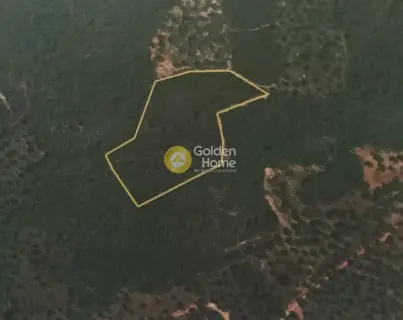 Parcel 10000m<sup>2</sup> for sale photo 2