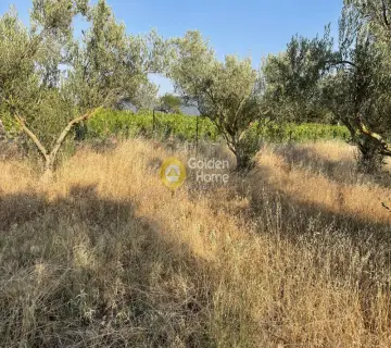 Αγροτεμάχιο 4875τ.μ. προς πώληση φωτογραφία 1