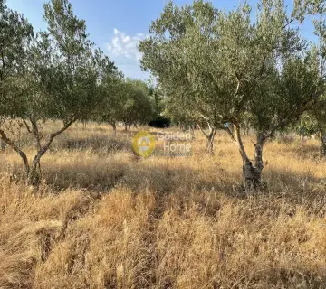 Αγροτεμάχιο 4875τ.μ. προς πώληση φωτογραφία 2