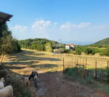 Αγροτεμάχιο 7000τ.μ. προς πώληση φωτογραφία 7