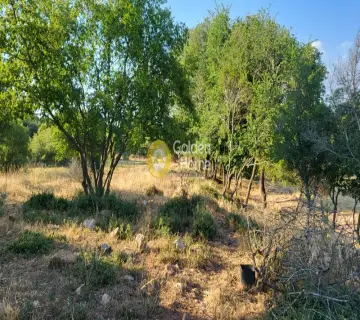 Αγροτεμάχιο 7000τ.μ. προς πώληση φωτογραφία 11