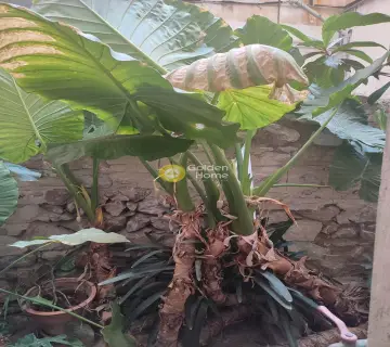 Golden Home Property Image