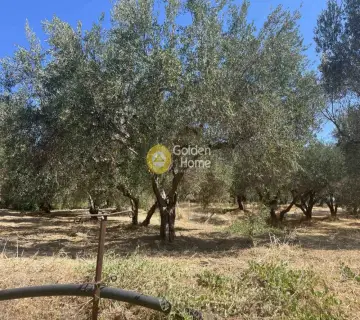 Residential 667m<sup>2</sup> for sale photo 8