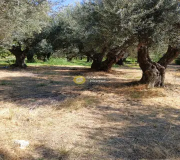 Professional Plot 5743m<sup>2</sup> for sale photo 4365125