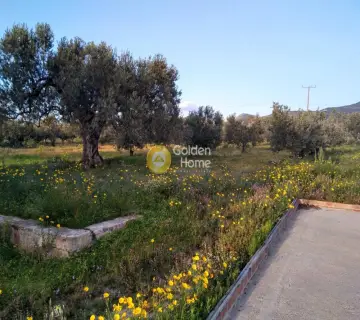 Professional Plot 14460m<sup>2</sup> for sale photo 2