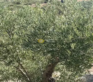 Επαγγελ. Οικόπεδο 7000τ.μ. προς πώληση φωτογραφία 5