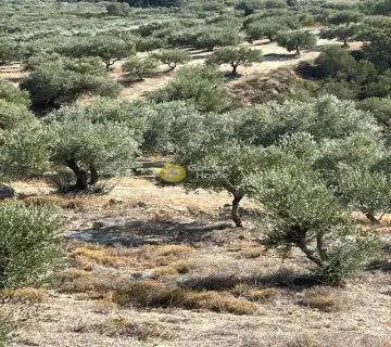 Επαγγελ. Οικόπεδο 7000τ.μ. προς πώληση φωτογραφία 7