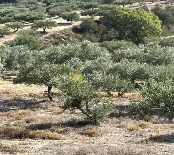 Επαγγελ. Οικόπεδο 7000τ.μ. προς πώληση φωτογραφία 8
