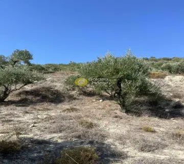 Επαγγελ. Οικόπεδο 7000τ.μ. προς πώληση φωτογραφία 13