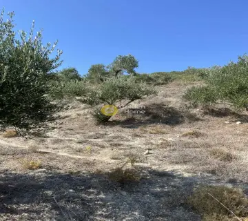 Επαγγελ. Οικόπεδο 7000τ.μ. προς πώληση φωτογραφία 16
